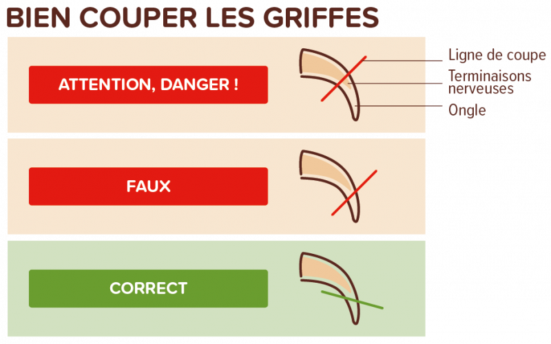 Bien couper les griffes